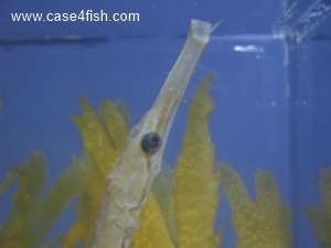 Foto Galerie/Syngnathiformes/Entelurus aequoreus/Entelurus aequoreus_01_S.jpg
